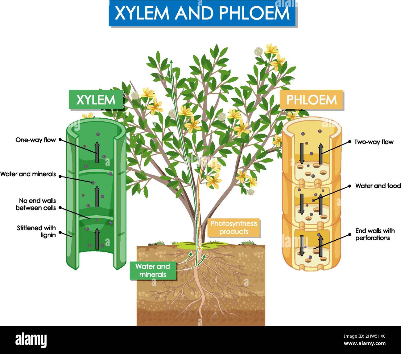 Diagram showing xylem and phloem plant illustration Stock Vector Image