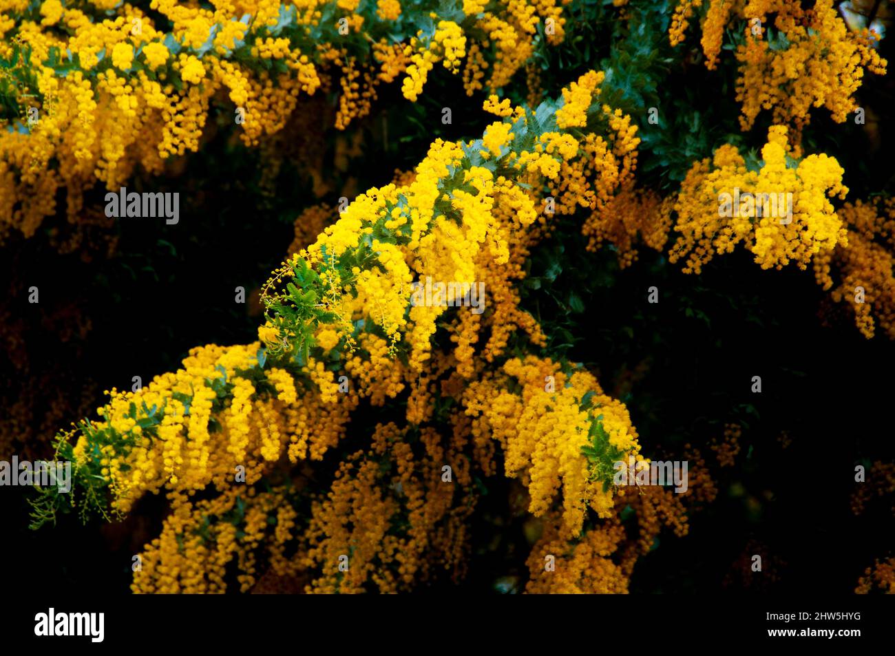 Acacia Dealbata Flowering Plant - Australia Stock Photo