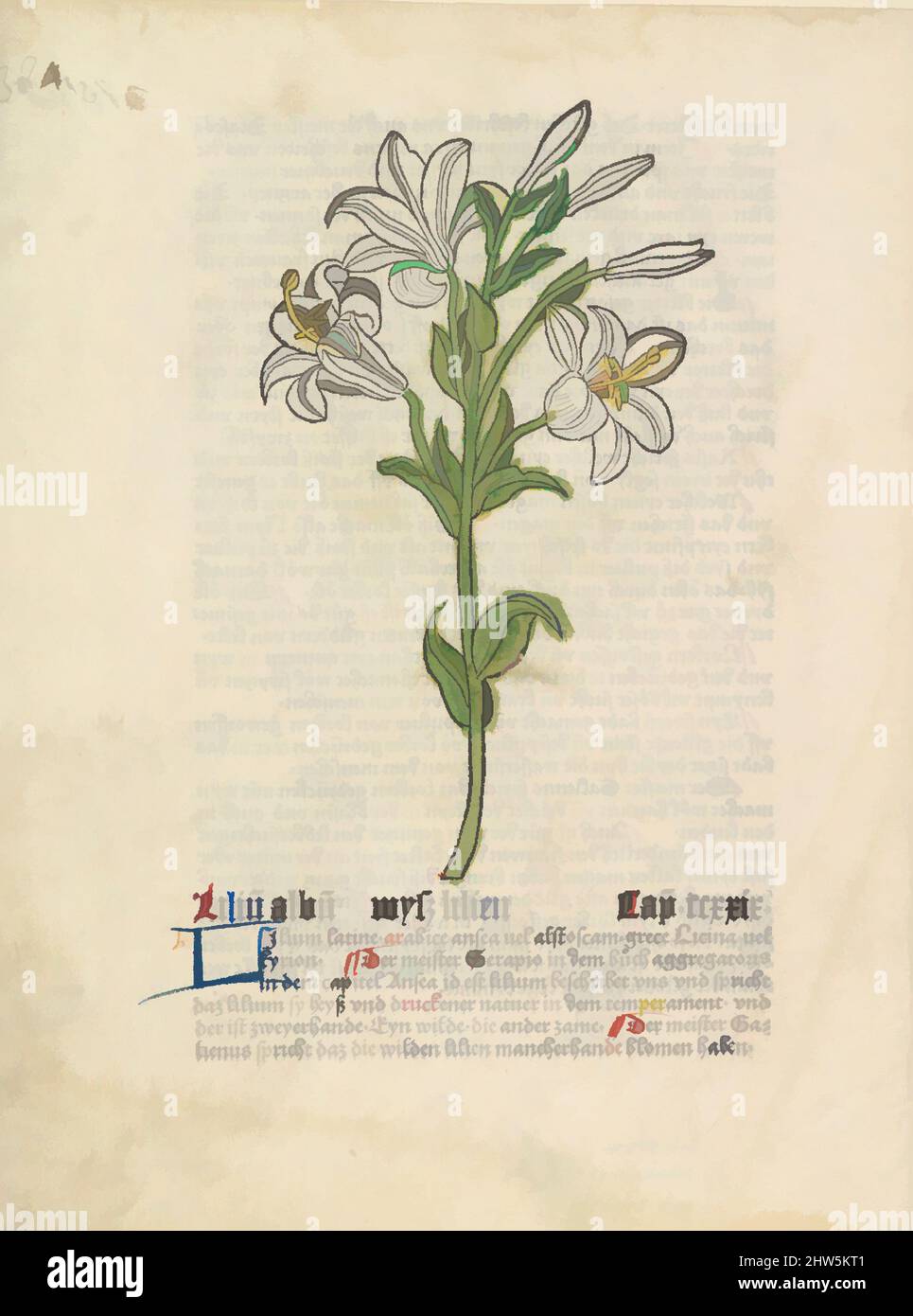 Art inspired by White Lily, illustration from Gart der Gesundheit (Sch2