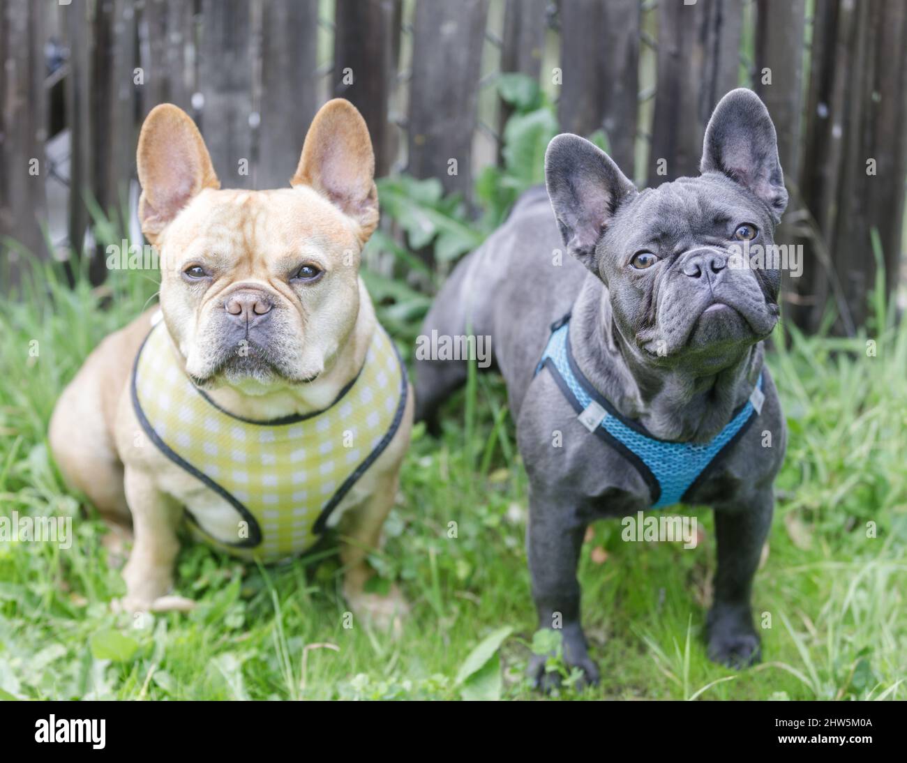 Red tan (left) and blue Isabella (right) Frenchie buddies. Off-leash dog park in Northern California. Stock Photo
