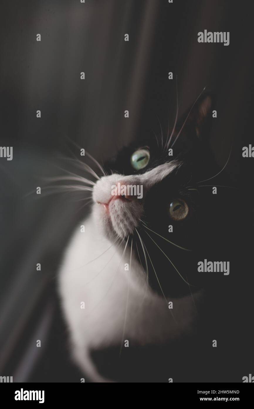 Vertical shot of black and white cat with green eyes looking up Stock ...