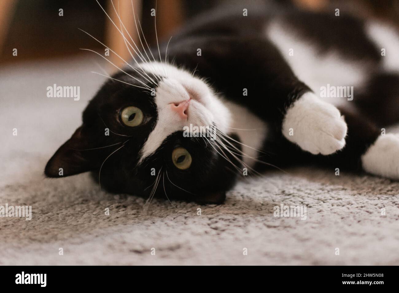 Black and white cat with green eyes lying on his back on the carpet and ...