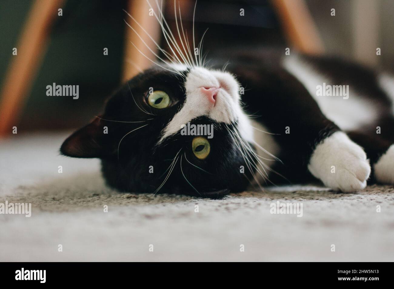 Black and white cat with green eyes lying on his back on the carpet and ...