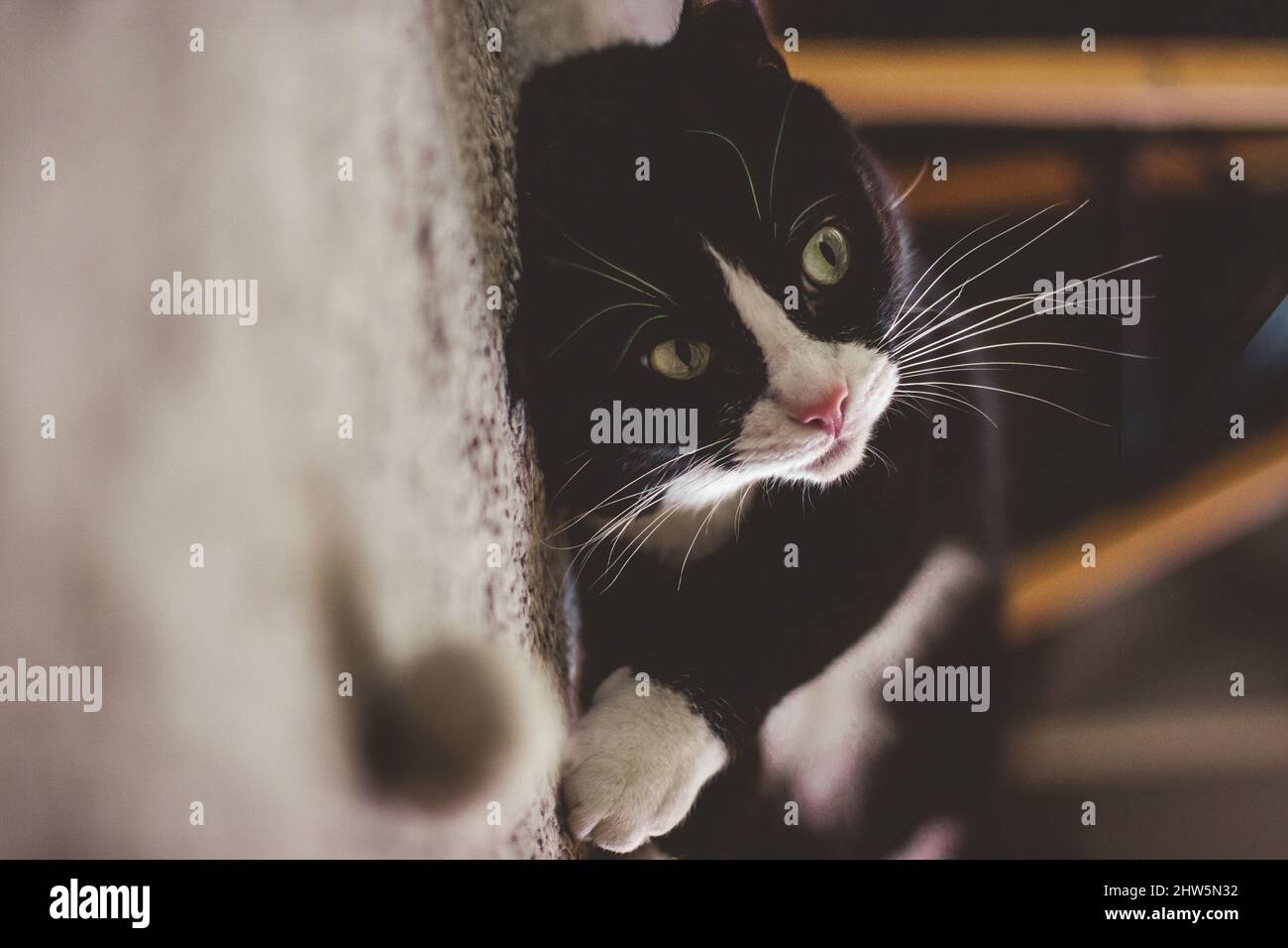Black and white cat with green eyes lying on his back on the carpet and ...