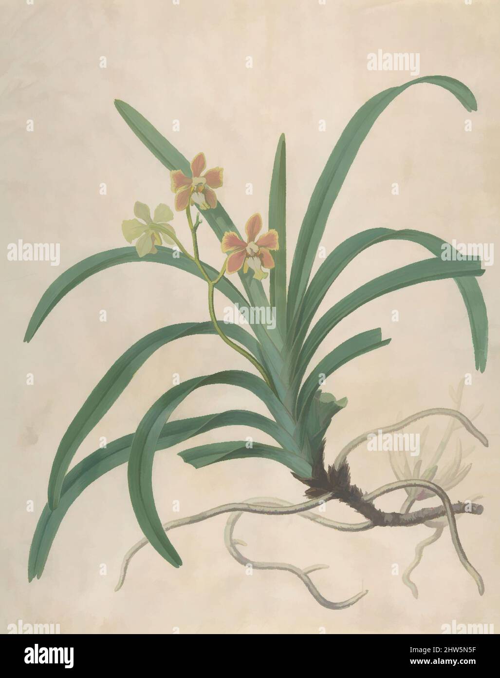 Art inspired by Study of an Orchid, 'Vanda Roxburgia', before 1822, Watercolor and gouache over graphite on white parchment paper, Sheet: 16 1/2 x 13 1/4 in. (41.9 x 33.6 cm), Drawings, James Sowerby (British, London 1757–1822 London), The Sowerbys were an English family of naturalists, Classic works modernized by Artotop with a splash of modernity. Shapes, color and value, eye-catching visual impact on art. Emotions through freedom of artworks in a contemporary way. A timeless message pursuing a wildly creative new direction. Artists turning to the digital medium and creating the Artotop NFT Stock Photo