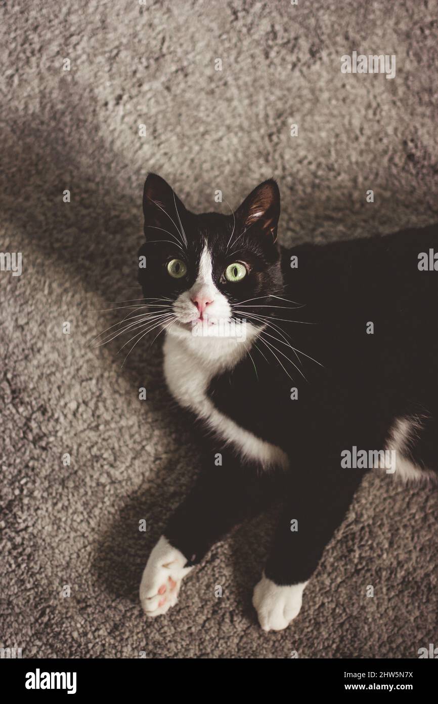 Black and white cat with green eyes lying on carpet and looking at the ...