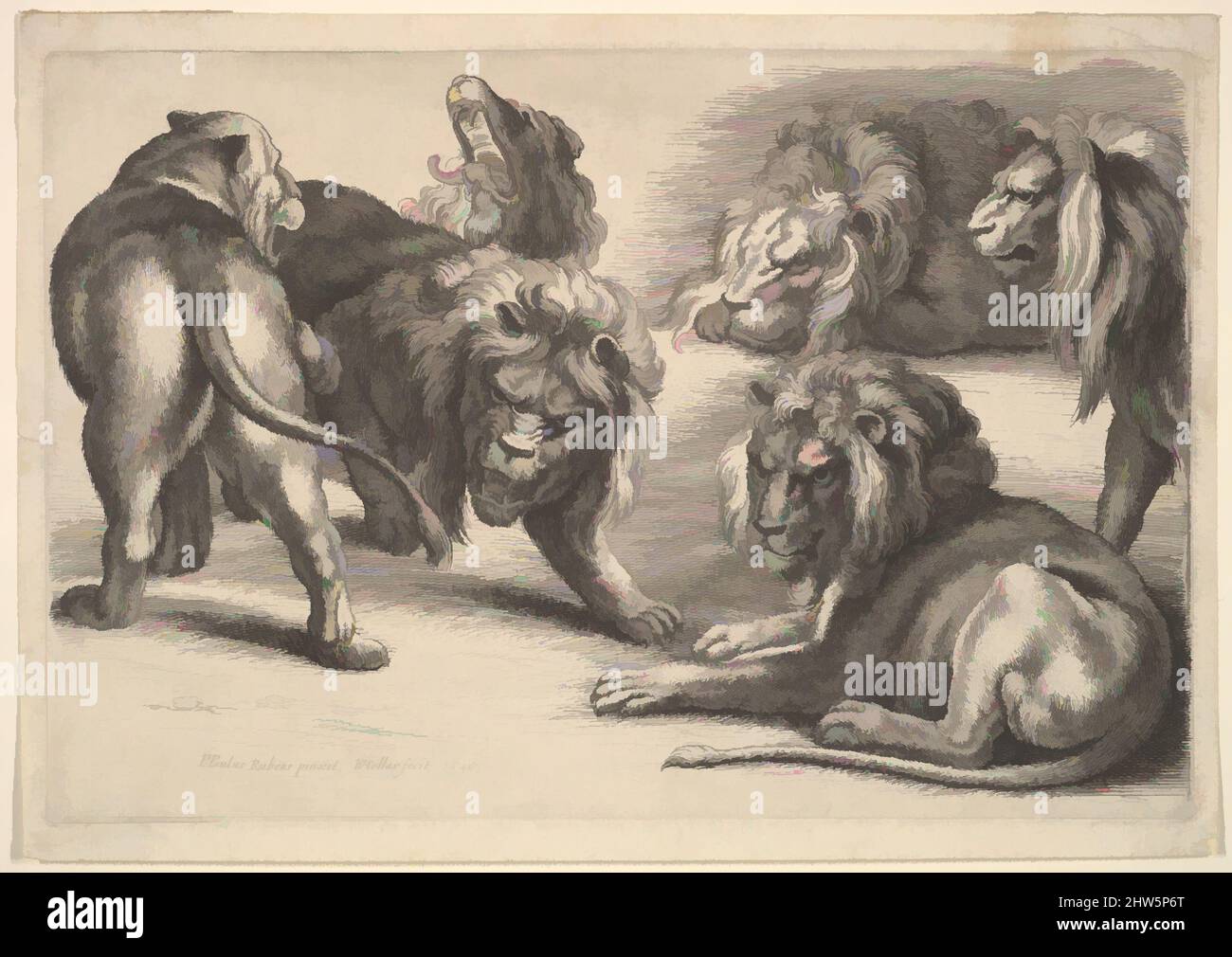 Five lions hi-res stock photography and images - Alamy