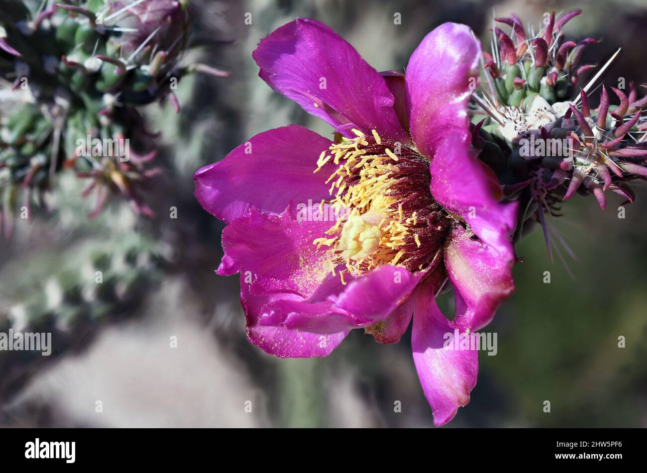 Blooming Varicolored Cholla Cactus blooming in Springtime on the Rio Grande Valley in New Mexico. Stock Photo