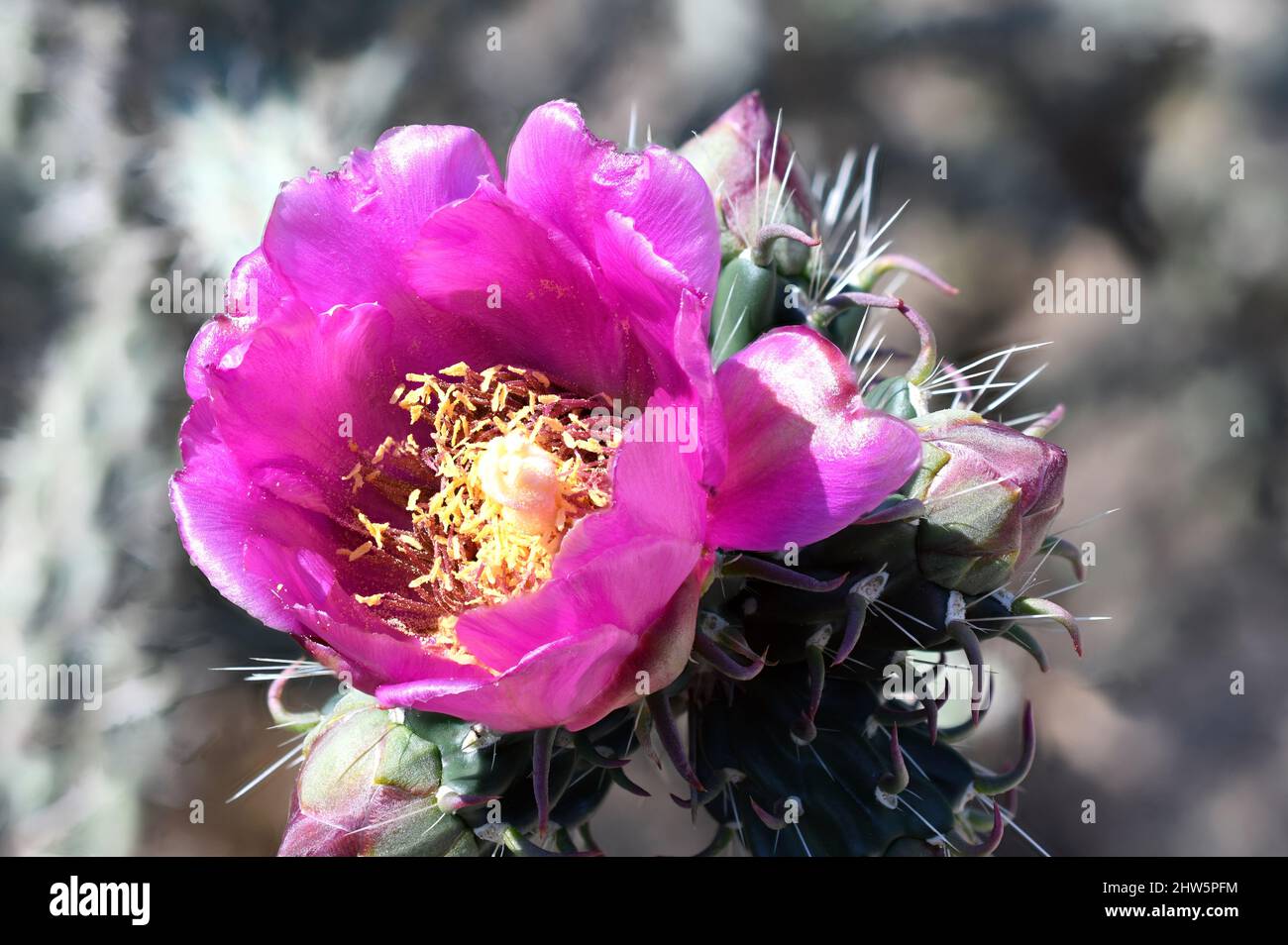 Pink flower blooming on desert cactus at Red Rock Canyon Las Vegas Nevada  Stock Photo - Alamy