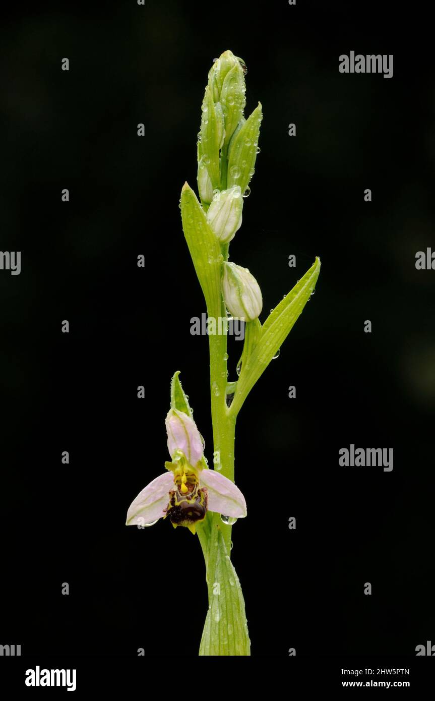 Bee Orchid, Ophrys apifera, flower stem, raindrops, June, Norfolk Stock Photo