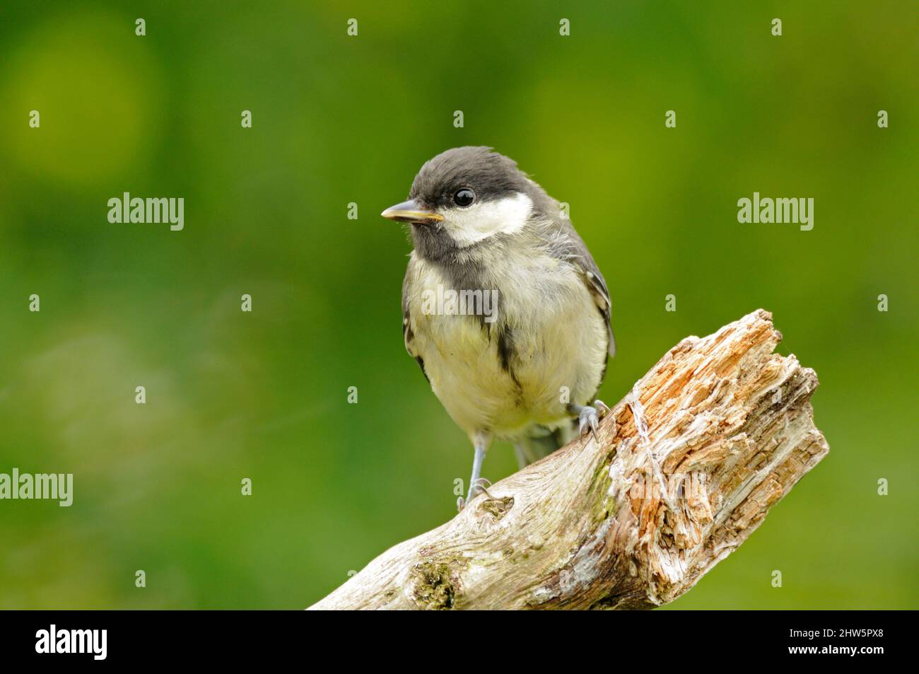 Great tit, Parus major, fledgling, young, perched on branch, June, Norfolk Stock Photo