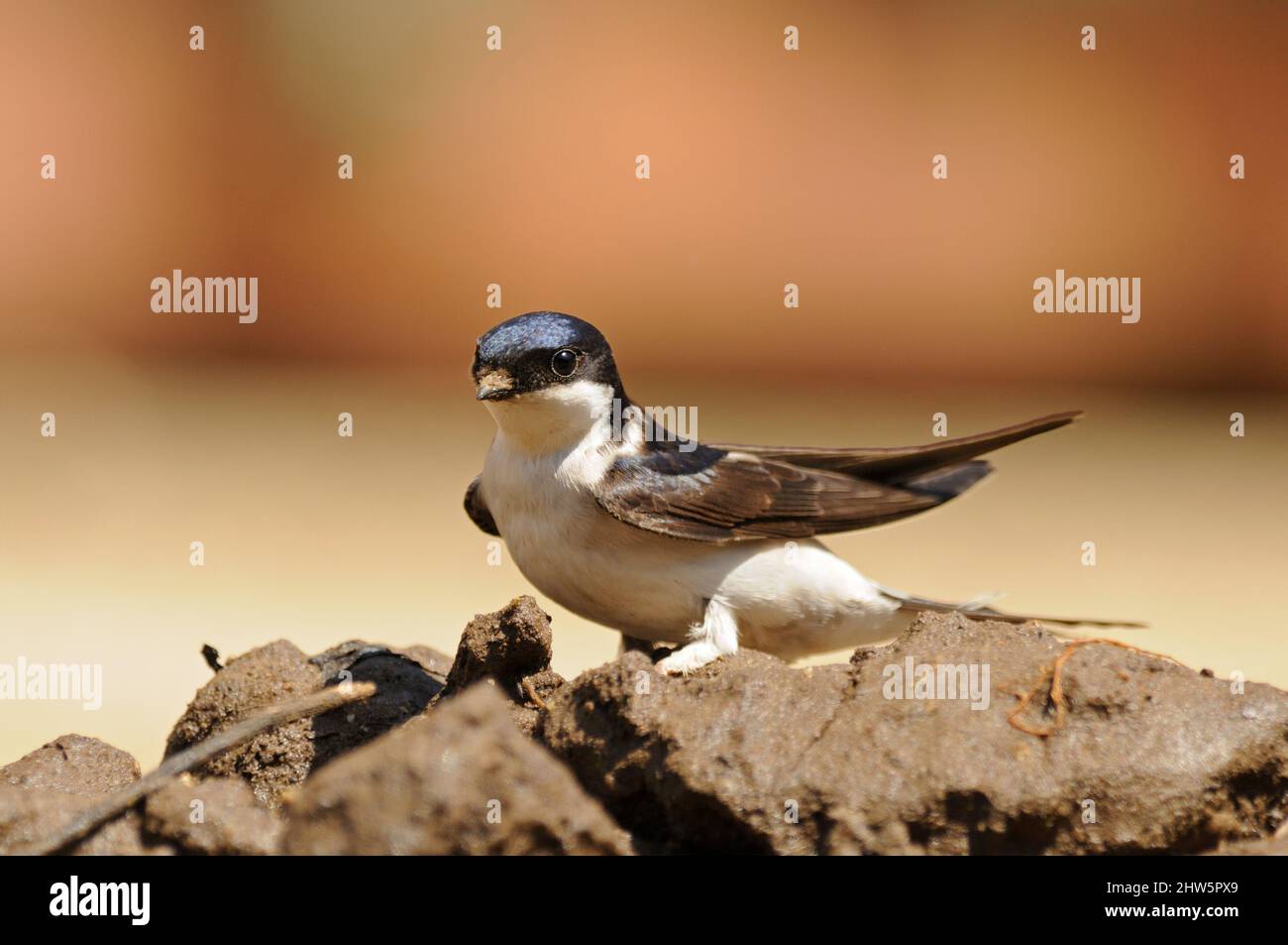 House Martin, Delichon urbica, perched on ground, collecting mud, puddle, farmyard, Norfolk, May Stock Photo
