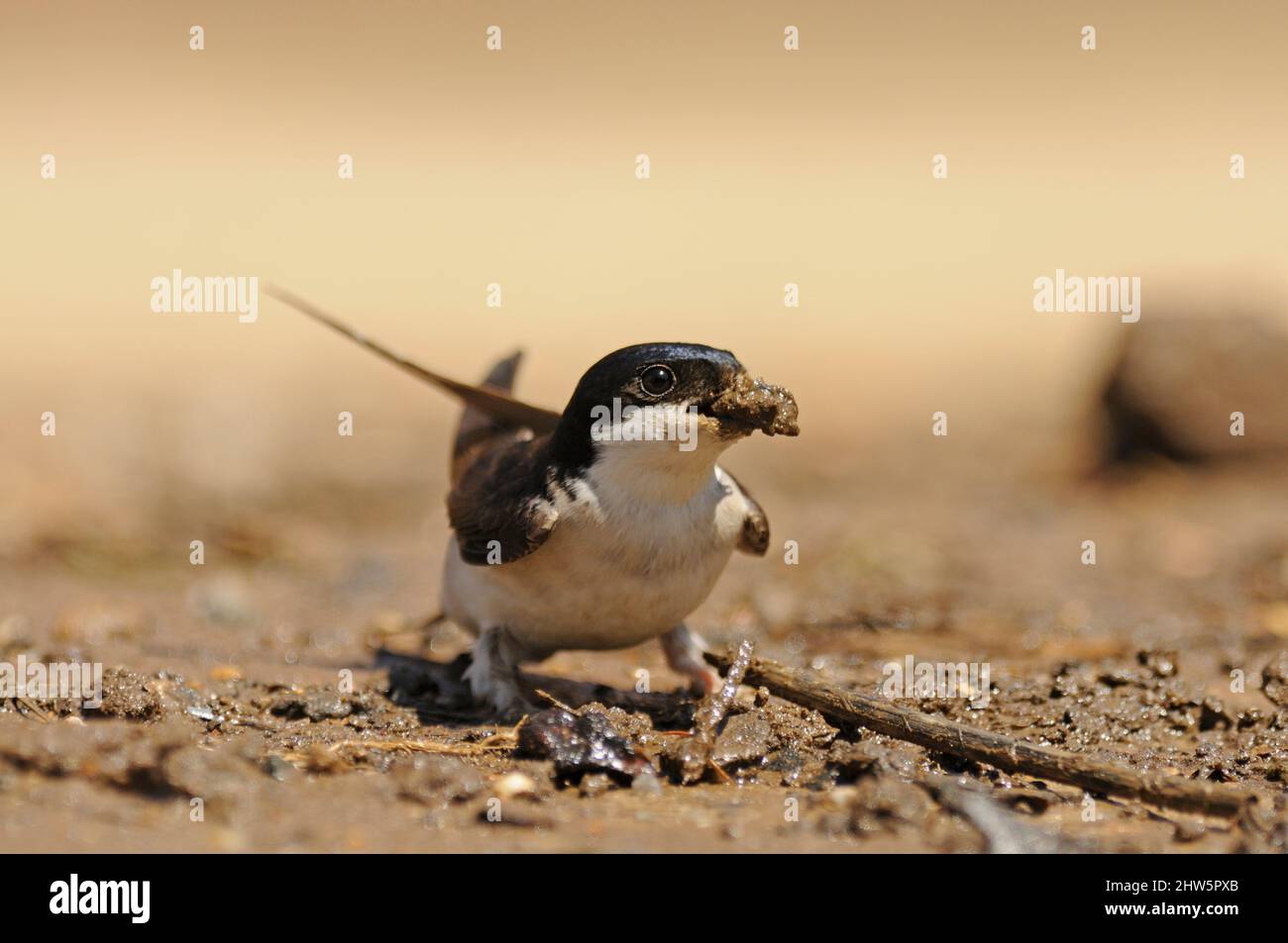 House Martin, Delichon urbica, perched on ground, collecting mud, puddle, farmyard, beak full of mud, Norfolk, May Stock Photo