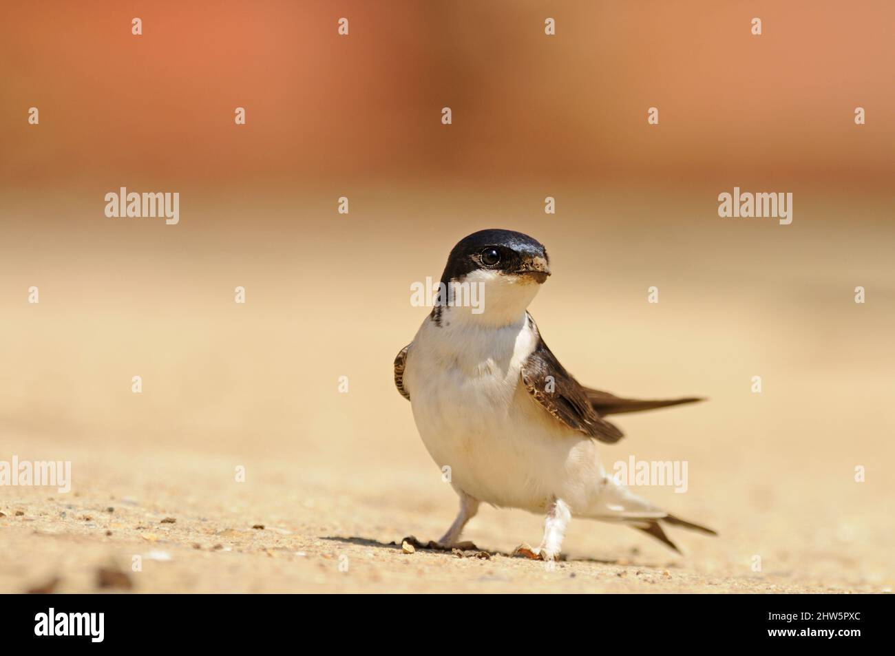 House Martin, Delichon urbica, perched on ground, farmyard, Norfolk, May Stock Photo