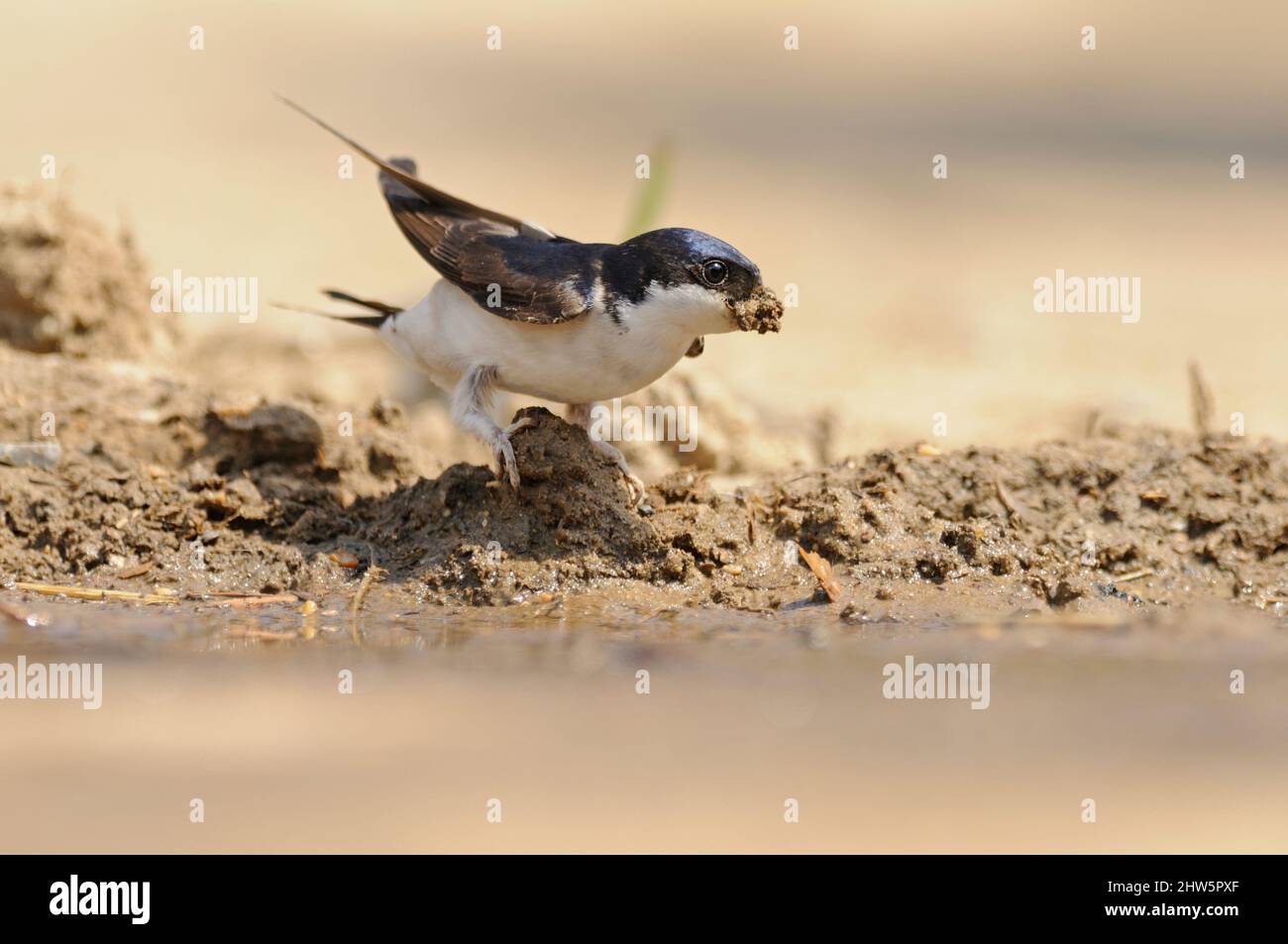 House Martin, Delichon urbica, perched on ground, collecting mud, puddle, farmyard, Norfolk, May Stock Photo