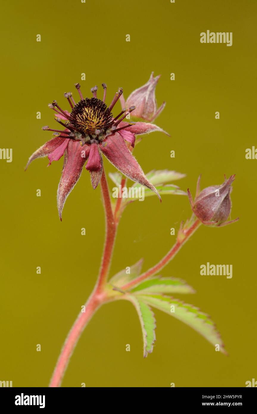 Marsh Cinquefoil, Comarum palustre, (syn. Potentilla palustris), pond, Norfolk, June Stock Photo