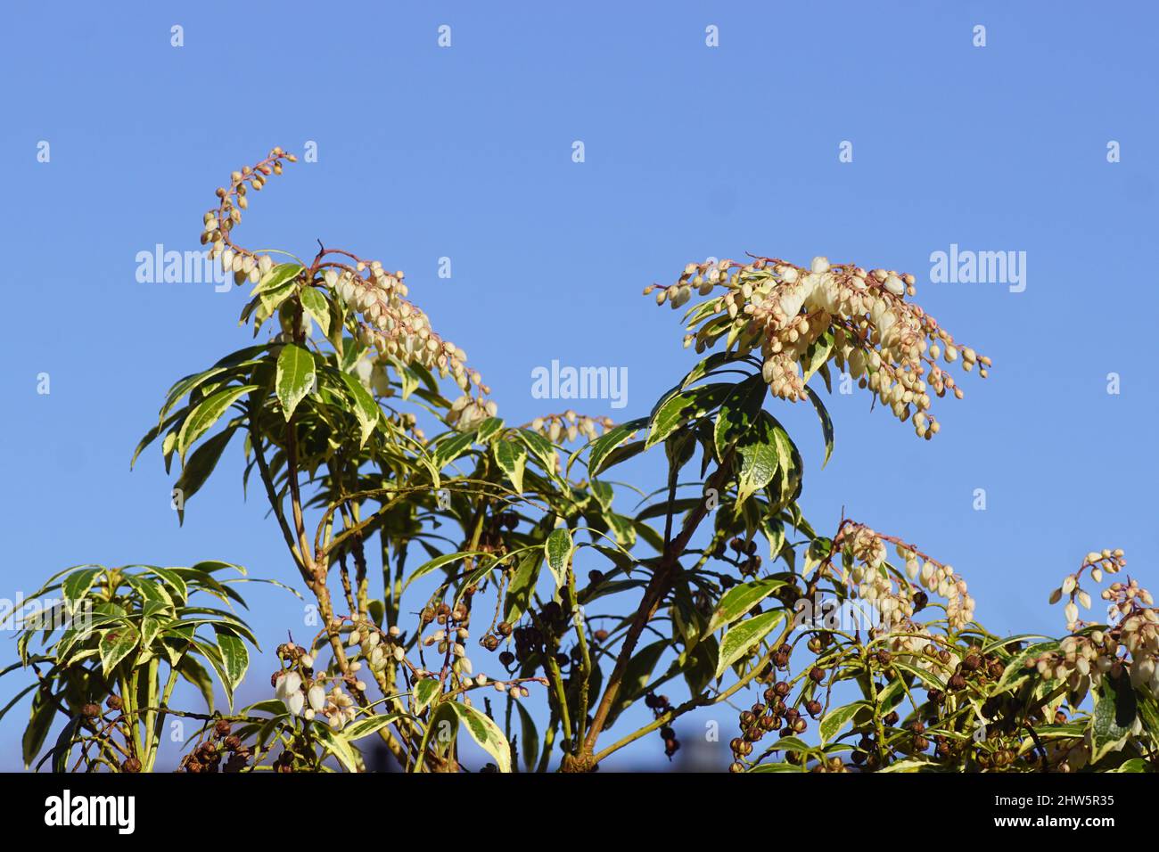 White flowers of Pieris (Pieris japonica variegata). Heath, heather family (Ericaceae). Flowering in the end of the winter. Blue sky, Netherlands, Stock Photo