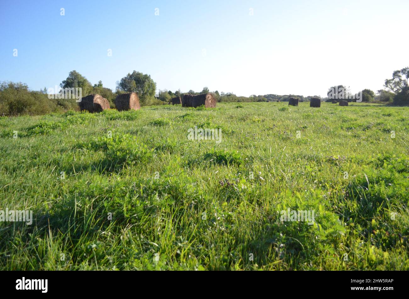 Heuballen auf der Wiese ; haybales on meadow Stock Photo