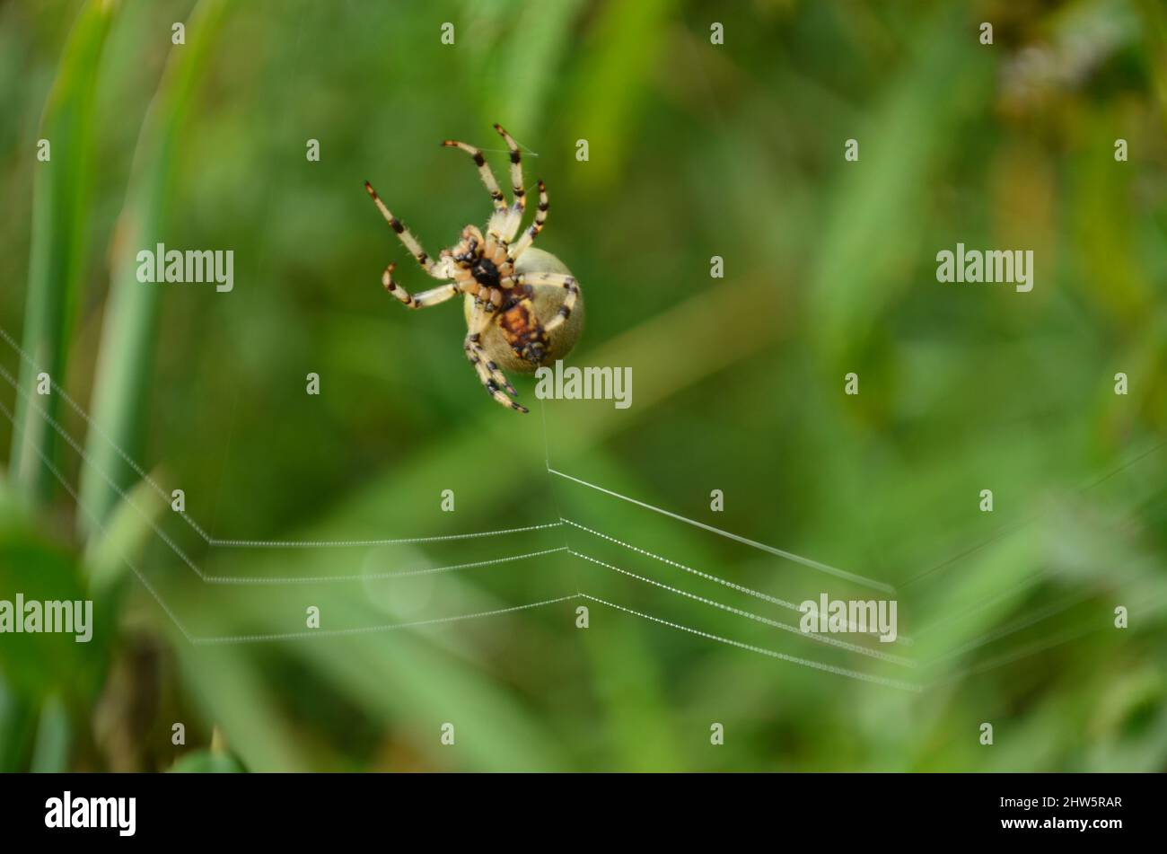Spinne webt Netz ; Spider's new web Stock Photo