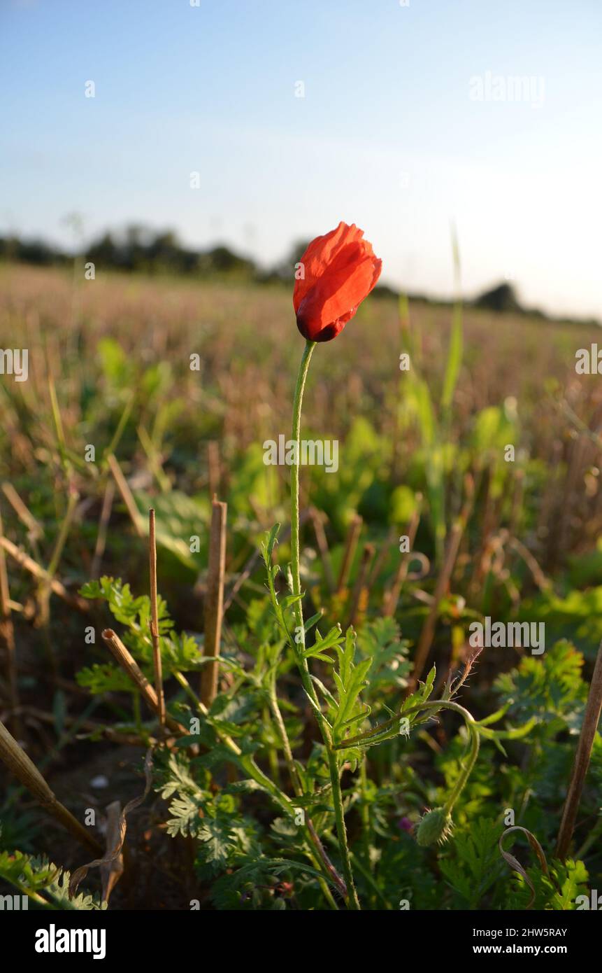 geschlossene Mohnblume auf dem Feld Stock Photo