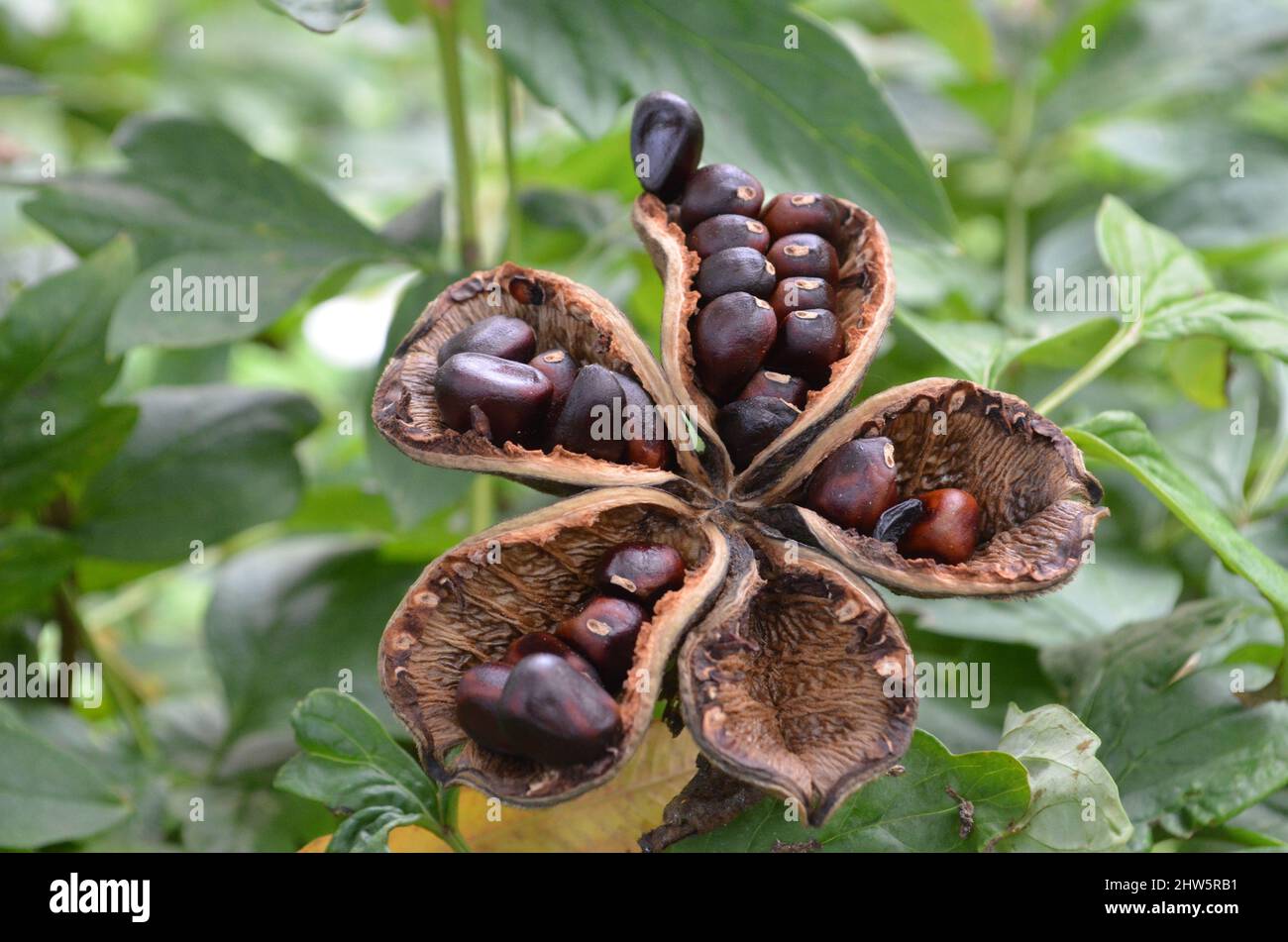 Strauchpfingstrose Samen ; Peony seed Stock Photo