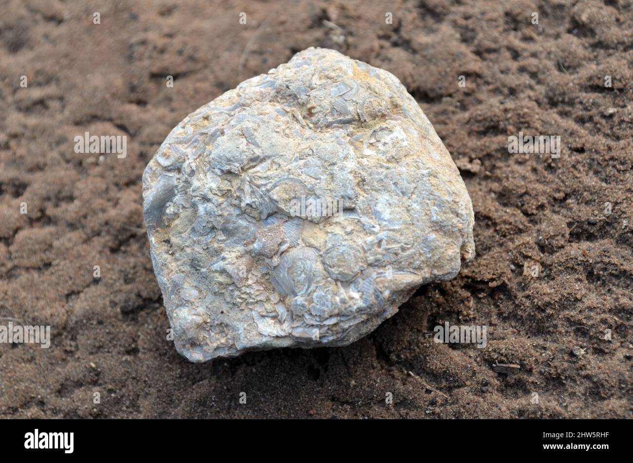 Fossile Muscheln ; fossil clams Stock Photo