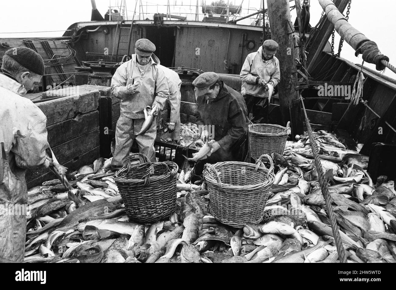 Scenes aboard Hull fishing trawler "Ross Orion" on the fishing grounds