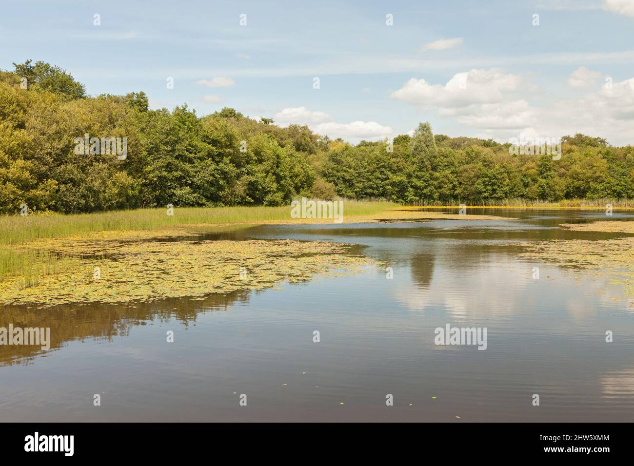 Lower Lake, Penllergare Valley Woods, Penllergaer, Swansea, South Wales, UK Stock Photo