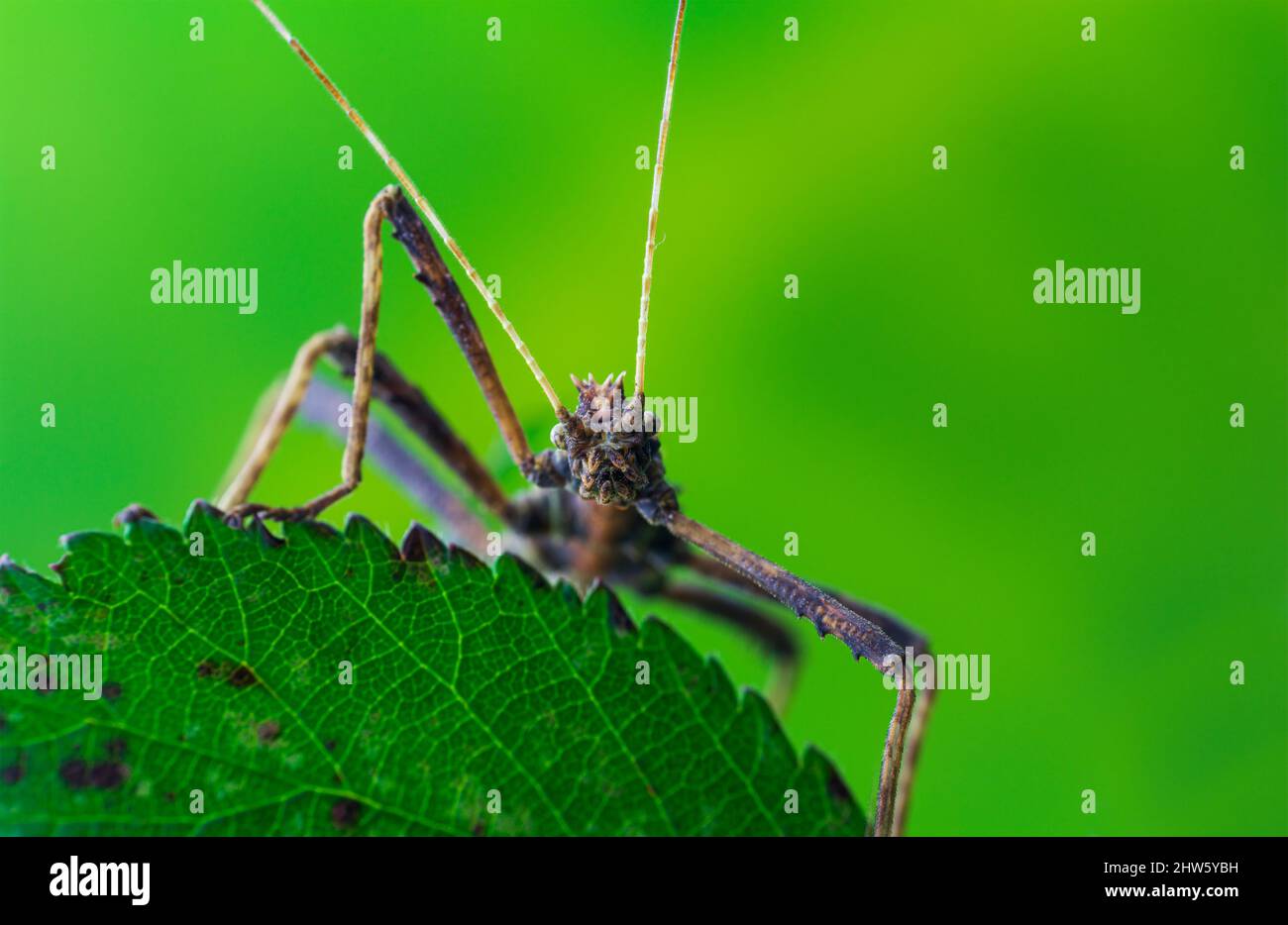 A Walk Insect Brown stick bug, walking insect, phasmatodea standing on leaf with ...