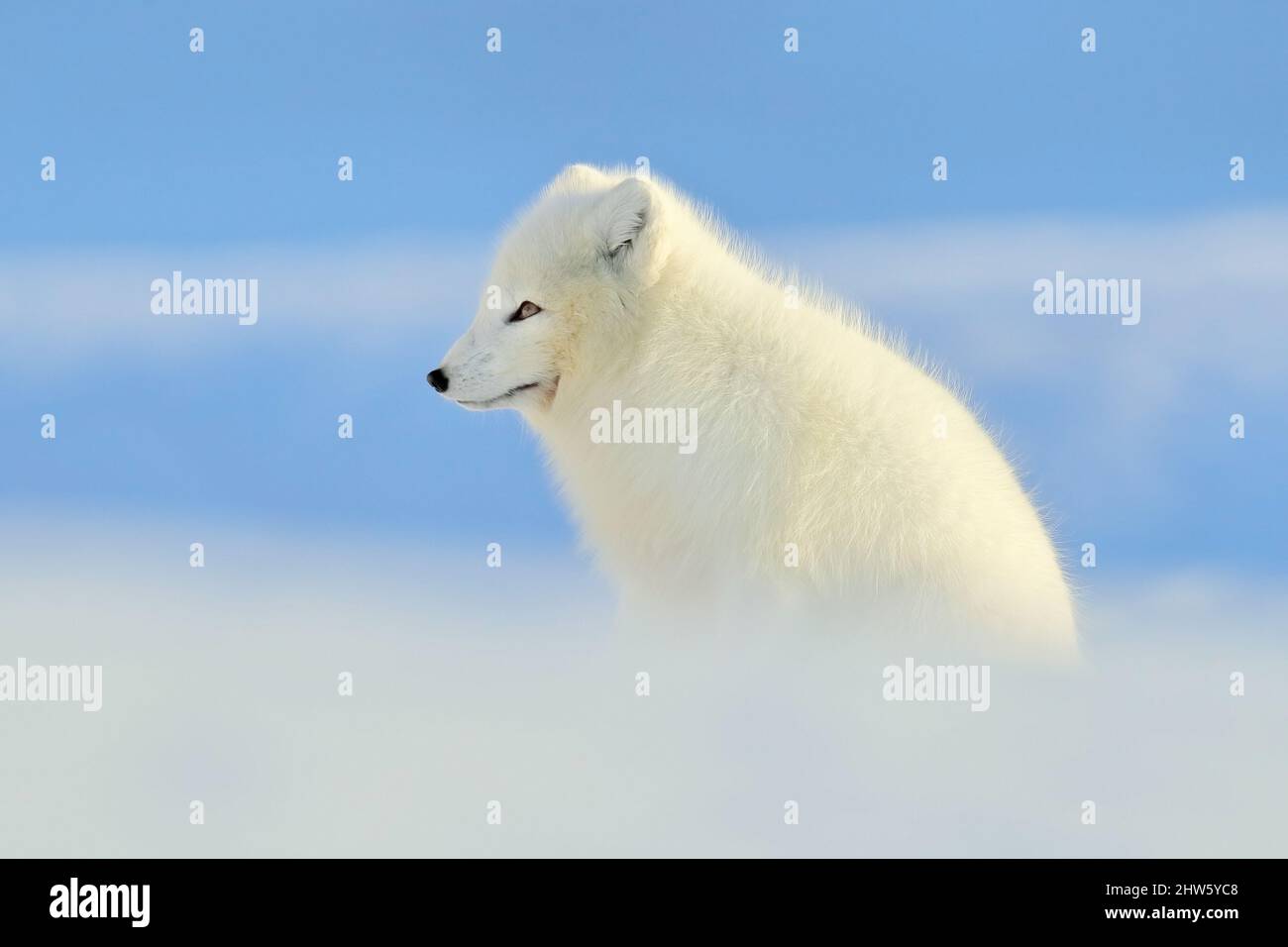 Baby Arctic fox (Vulpes Lagopus) in snow habitat, winter landscape,  Svalbard, Norway Stock Illustration