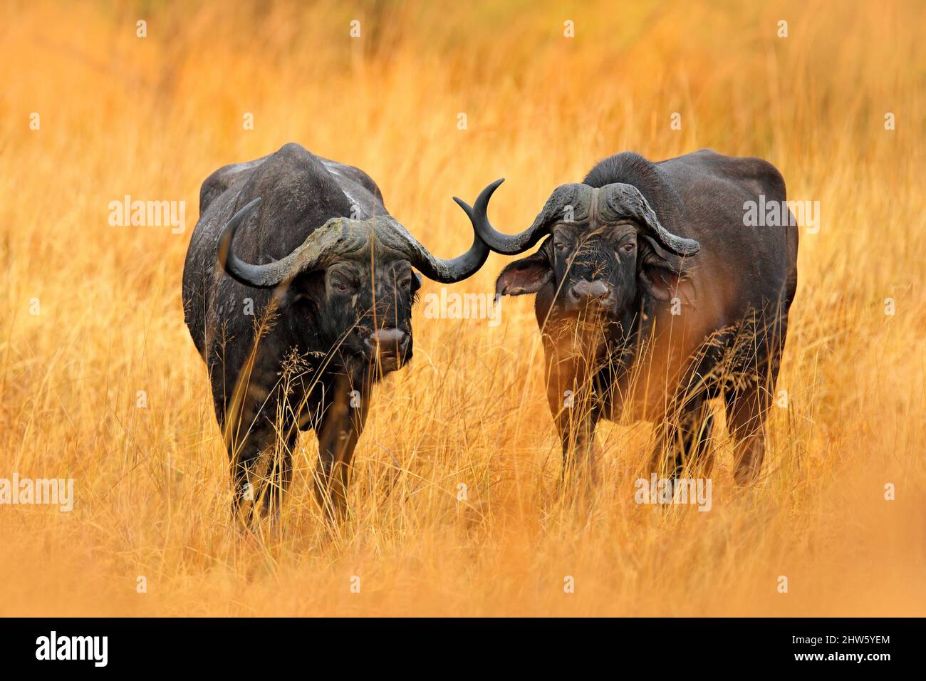 African Buffalo, Cyncerus cafer, standing savannah with yellow grass, Moremi, Okavango delta, Botswana. Wildlife scene from Africa nature. Big animal Stock Photo