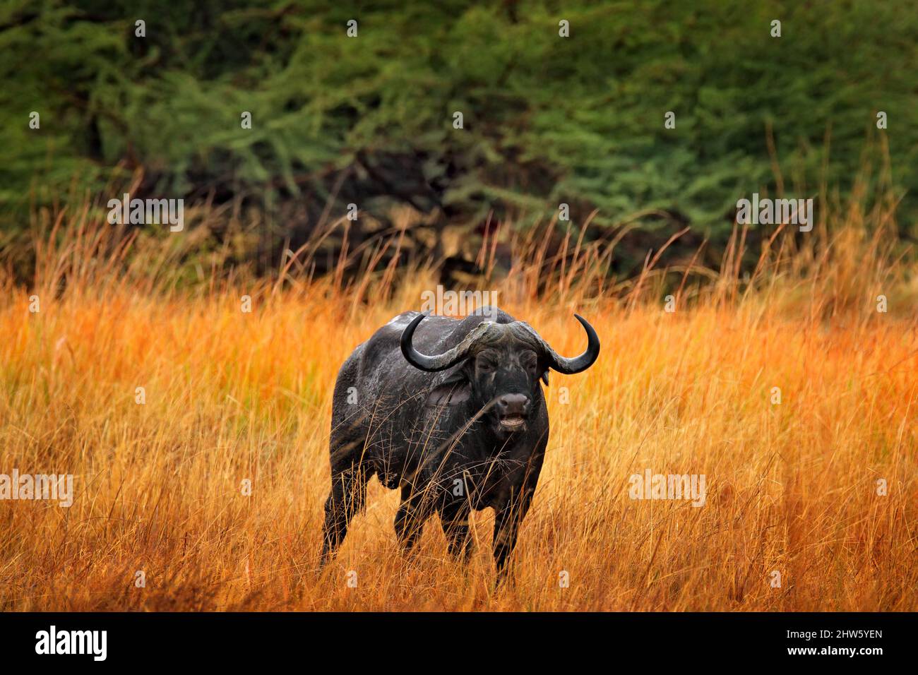 African Buffalo, Cyncerus cafer, standing savannah with yellow grass, Moremi, Okavango delta, Botswana. Wildlife scene from Africa nature. Big animal Stock Photo