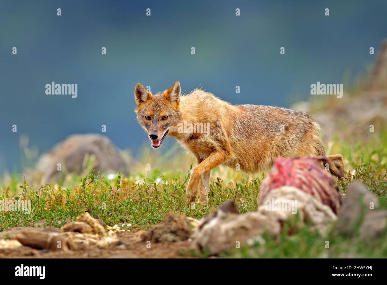 Bulgaria wildlife, Balkan in Europe. Golden jackal, Canis aureus, feeding scene on meadow, Eastern Rhodopes. Wild dog behaviour scene in nature. Mount Stock Photo