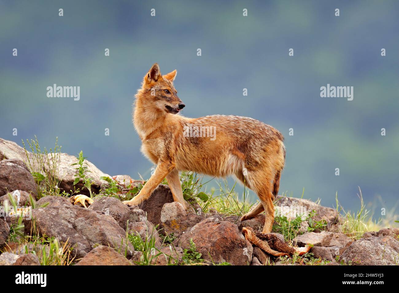 Bulgaria wildlife, Balkan in Europe. Golden jackal, Canis aureus, feeding scene on meadow, Eastern Rhodopes. Wild dog behaviour scene in nature. Mount Stock Photo
