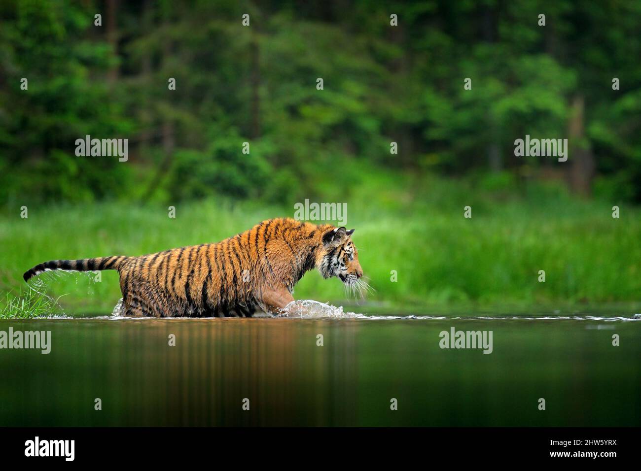Tiger walking in lake water. Dangerous animal, tajga, Russia. Animal in green forest stream. Green grass, river droplet. Siberian tiger splashing wate Stock Photo