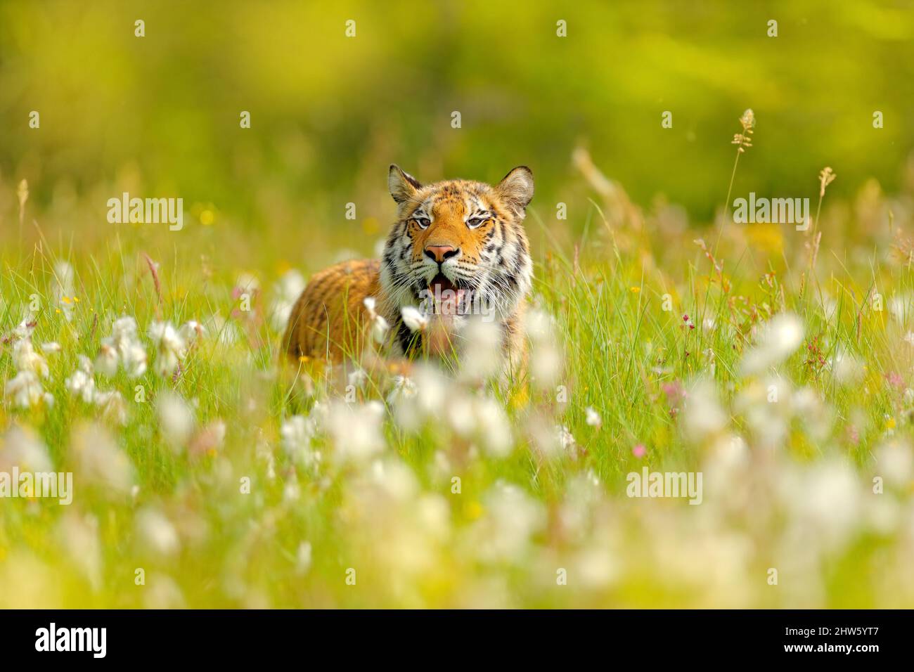 Amur tiger hunting in green white cotton grass. Dangerous animal, taiga,  Russia. Big cat sitting in environment. Wild cat in wildlife nature.  Siberia Stock Photo - Alamy