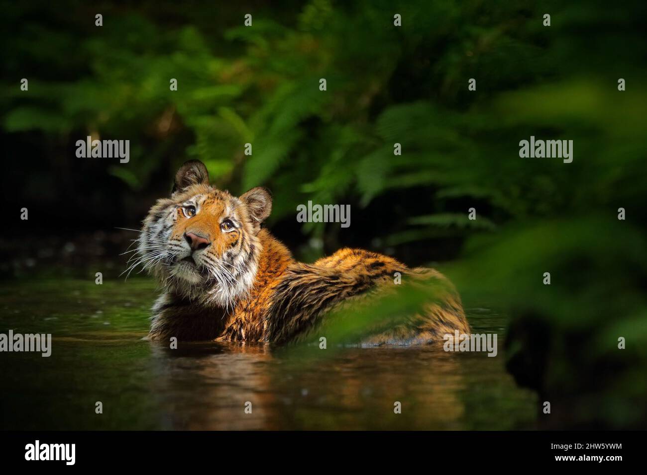 Wildlife Russia. Tiger in the water pool in the forest habitat. Siberian tiger cat in the lake. Stock Photo