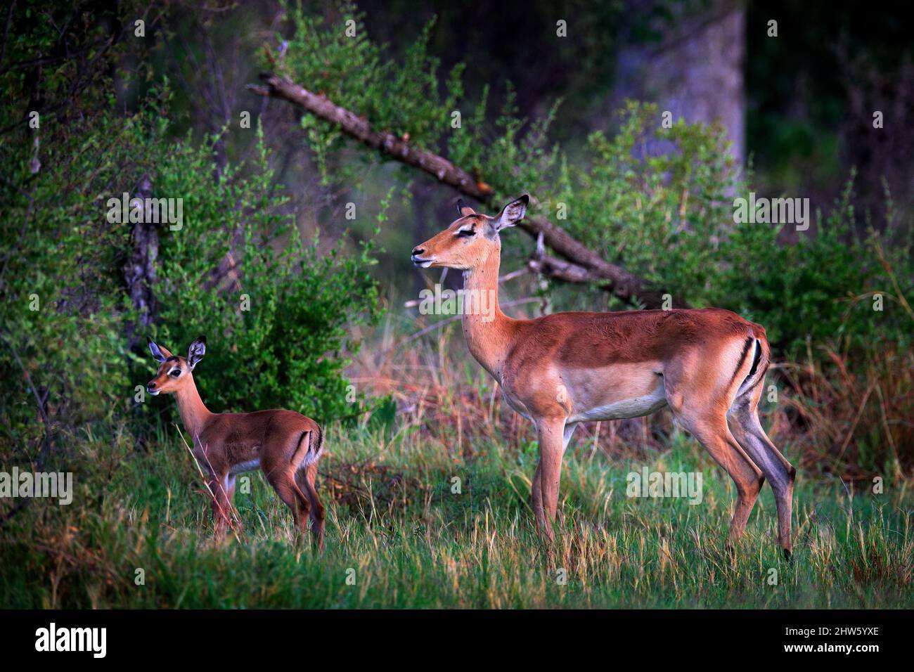 Young impala in kruger hi-res stock photography and images - Alamy