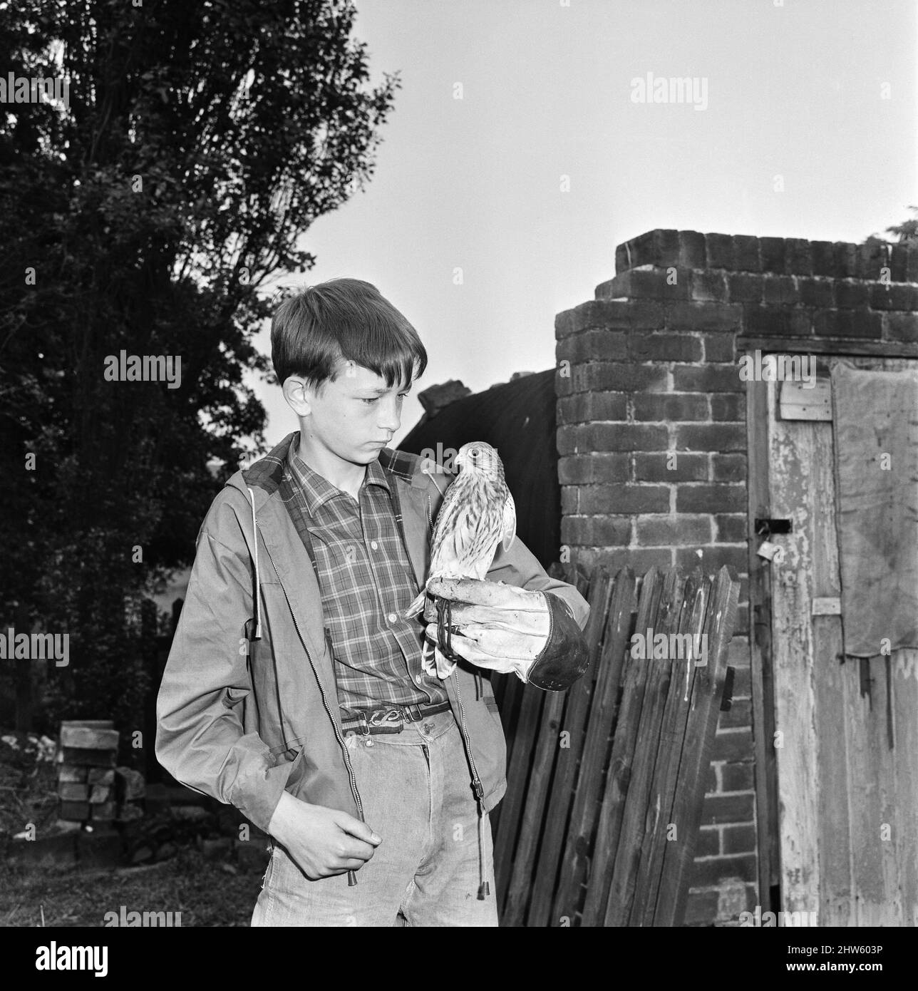 David Bradley, (aged 14) playing the part of Billy Casper, pictured ...