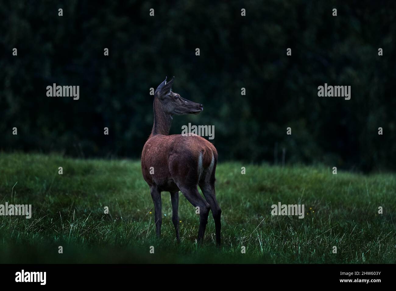 Deer doe in the dark night. Mammal on the forest meadow, rut season ...