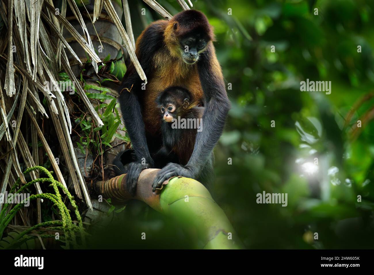 Spider monkey familiy on palm tree. Green wildlife of Costa Rica. Black-handed Spider Monkey, mother and young in tropical forest. Animal in the natur Stock Photo