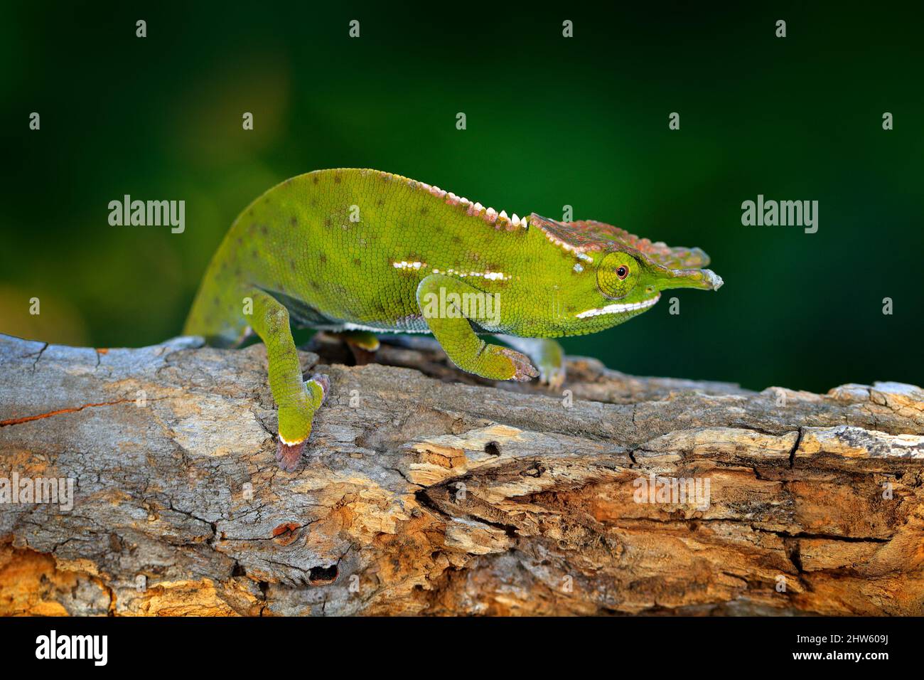 Furcifer willsii, Canopy Wills chameleon, sitting on the branch in forest habitat. Exotic beautiful endemic green reptile with long tail from Madagasc Stock Photo
