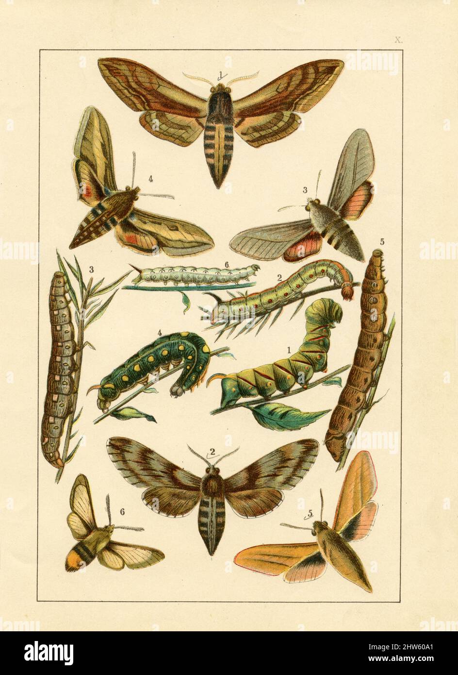 Original antique lithography of the 1890s1900s with images of