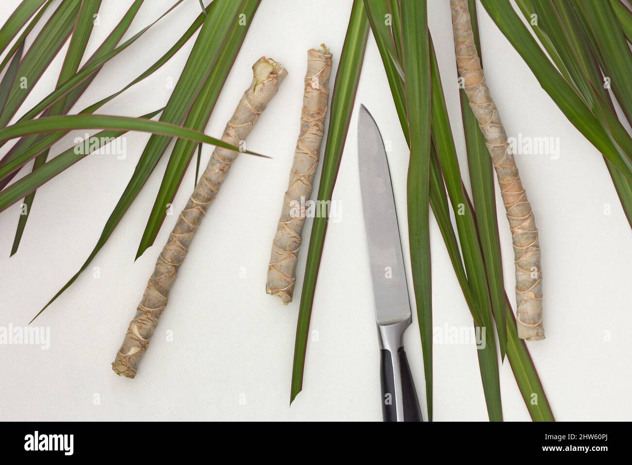 Prune tree top hi-res stock photography and images - Alamy