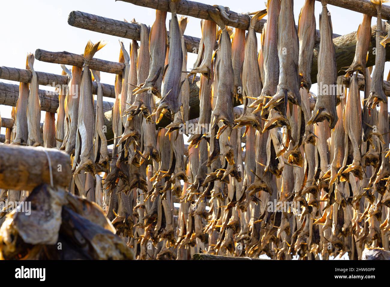Close up of cod fish drying on traditional wooden racks in Lofoten