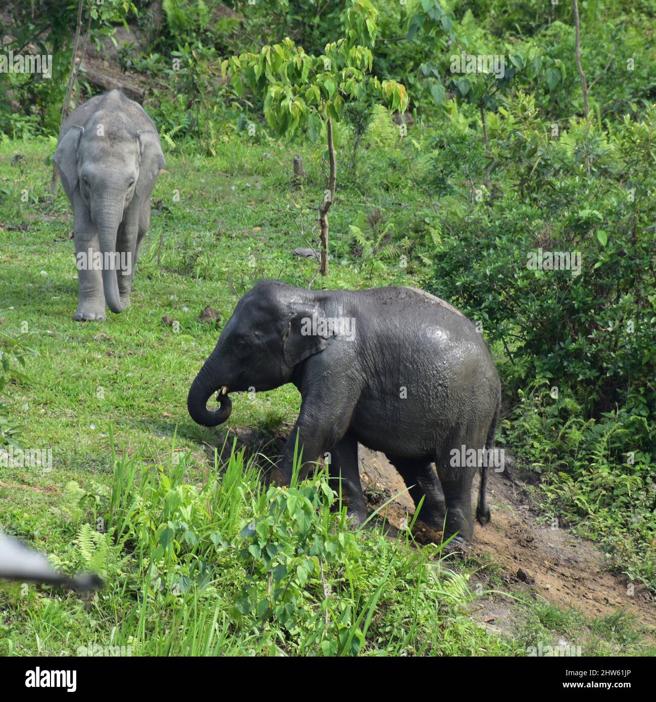 Indian elephant and baby hi-res stock photography and images - Alamy