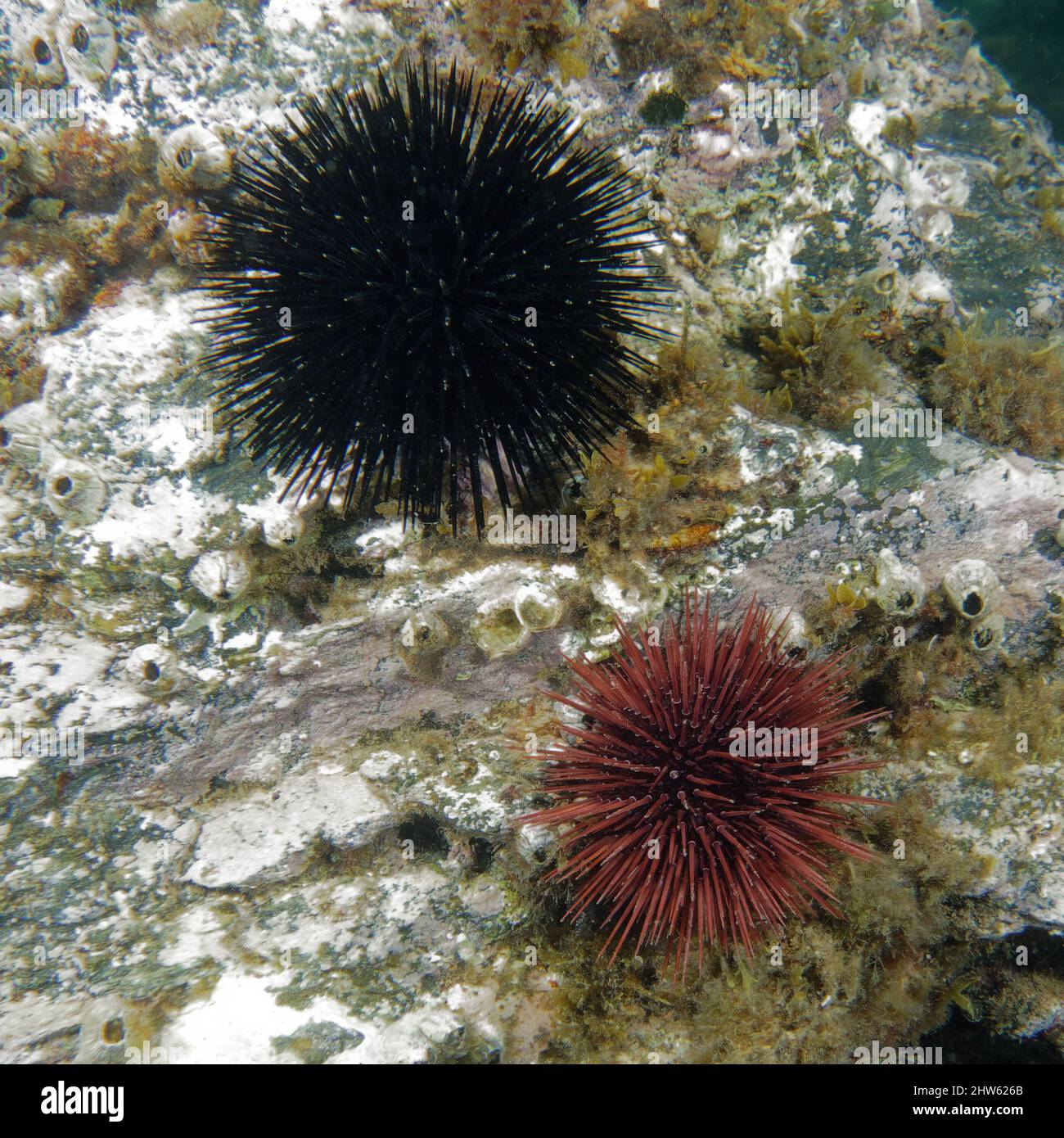 Purple sea urchins (Paracentrotus lividus) and Black sea-urchin ...