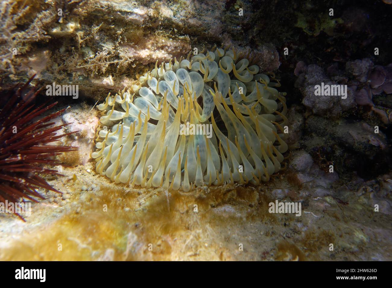 Trumpet anemone (Aiptasia mutabilis) in Mediterranean Sea Stock Photo