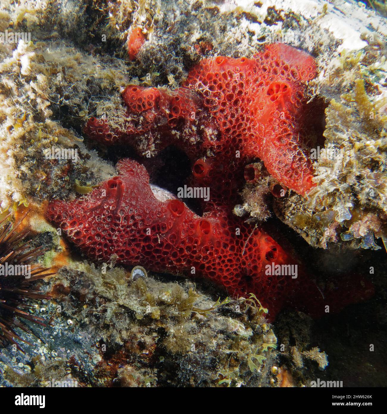Red encrusting sponge (Hamigera hamigera) in Mediterranean Sea Stock Photo