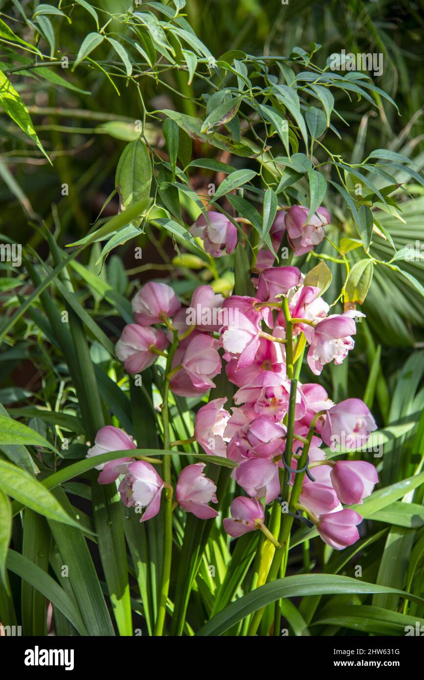 Delicate pink varietal orchid on a background of lush green foliage. Stock Photo